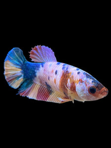 Female Halfmoon Plakat - Multicolor #377 - Live Betta Fish