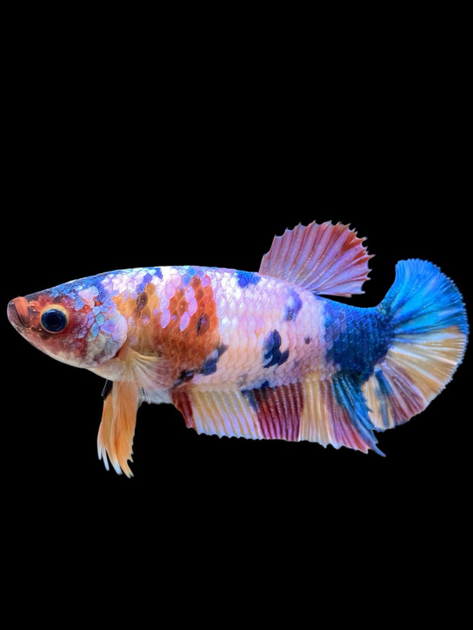 Female Halfmoon Plakat - Multicolor #377 - Live Betta Fish