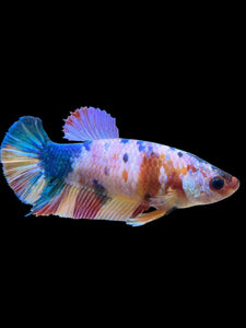 Female Halfmoon Plakat - Multicolor #377 - Live Betta Fish