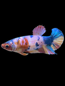 Female Halfmoon Plakat - Multicolor #377 - Live Betta Fish