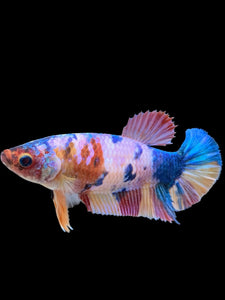 Female Halfmoon Plakat - Multicolor #377 - Live Betta Fish