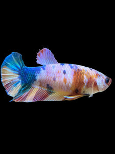 Female Halfmoon Plakat - Multicolor #377 - Live Betta Fish