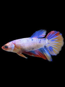 TOP GRADE Female Halfmoon - Multicolor #379 - Live Betta Fish