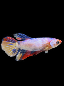 TOP GRADE Female Halfmoon - Multicolor #379 - Live Betta Fish