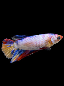 TOP GRADE Female Halfmoon - Multicolor #379 - Live Betta Fish