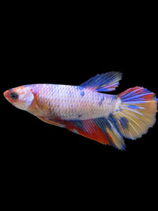 TOP GRADE Female Halfmoon - Multicolor #379 - Live Betta Fish