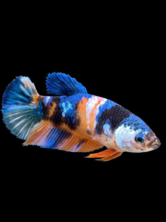 Female Halfmoon Plakat - Galaxy #380 - Live Betta Fish