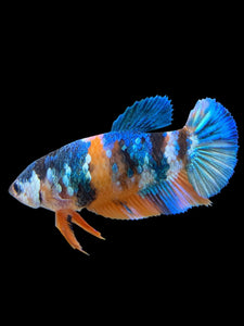 Female Halfmoon Plakat - Galaxy #380 - Live Betta Fish