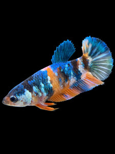 Female Halfmoon Plakat - Galaxy #380 - Live Betta Fish