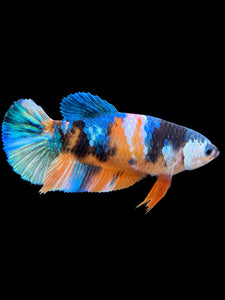 Female Halfmoon Plakat - Galaxy #380 - Live Betta Fish