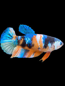 Female Halfmoon Plakat - Galaxy #380 - Live Betta Fish