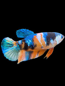 Female Halfmoon Plakat - Galaxy #380 - Live Betta Fish