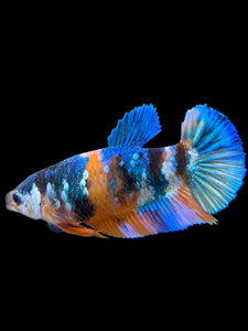 Female Halfmoon Plakat - Galaxy #380 - Live Betta Fish