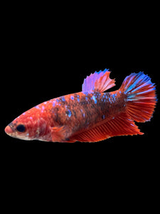 Female Halfmoon Plakat - Galaxy #382 - Live Betta Fish