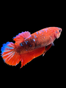 Female Halfmoon Plakat - Galaxy #382 - Live Betta Fish