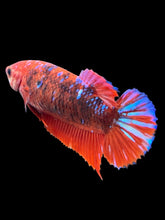 Load image into Gallery viewer, Female Halfmoon Plakat - Galaxy #382 - Live Betta Fish
