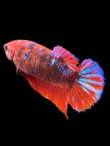 Female Halfmoon Plakat - Galaxy #382 - Live Betta Fish