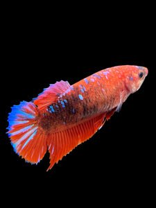 Female Halfmoon Plakat - Galaxy #382 - Live Betta Fish