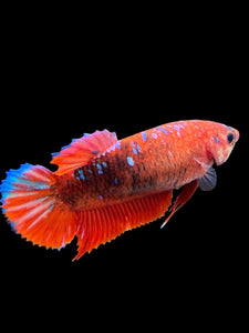 Female Halfmoon Plakat - Galaxy #382 - Live Betta Fish