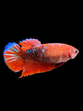 Load image into Gallery viewer, Female Halfmoon Plakat - Galaxy #382 - Live Betta Fish
