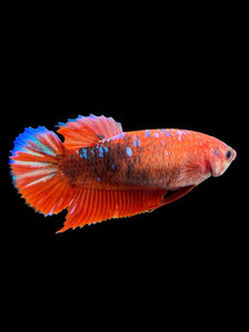 Female Halfmoon Plakat - Galaxy #382 - Live Betta Fish