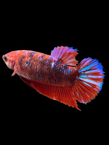 Female Halfmoon Plakat - Galaxy #382 - Live Betta Fish