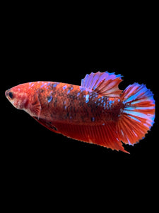 Female Halfmoon Plakat - Galaxy #382 - Live Betta Fish