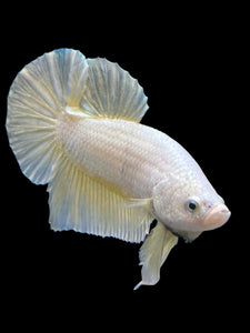 Male Halfmoon Plakat - Gold #383 - Live Betta Fish