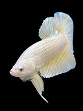 Load image into Gallery viewer, Male Halfmoon Plakat - Gold #383 - Live Betta Fish
