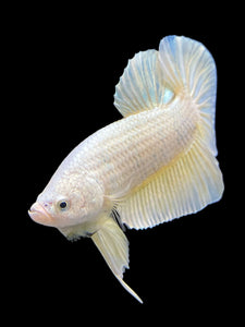 Male Halfmoon Plakat - Gold #383 - Live Betta Fish