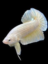 Load image into Gallery viewer, Male Halfmoon Plakat - Gold #383 - Live Betta Fish
