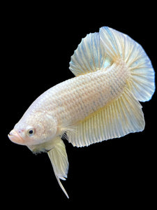 Male Halfmoon Plakat - Gold #383 - Live Betta Fish