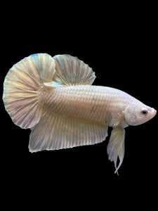 Male Halfmoon Plakat - Gold #383 - Live Betta Fish