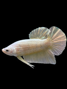 Male Halfmoon Plakat - Gold #383 - Live Betta Fish