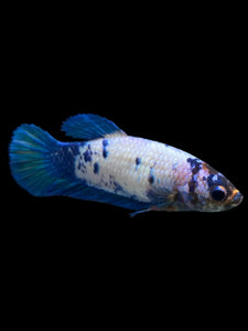 Female Halfmoon Plakat - Blue Marble #384 - Live Betta Fish