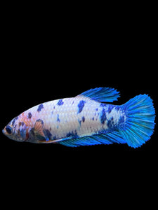 Female Halfmoon Plakat - Blue Marble #384 - Live Betta Fish