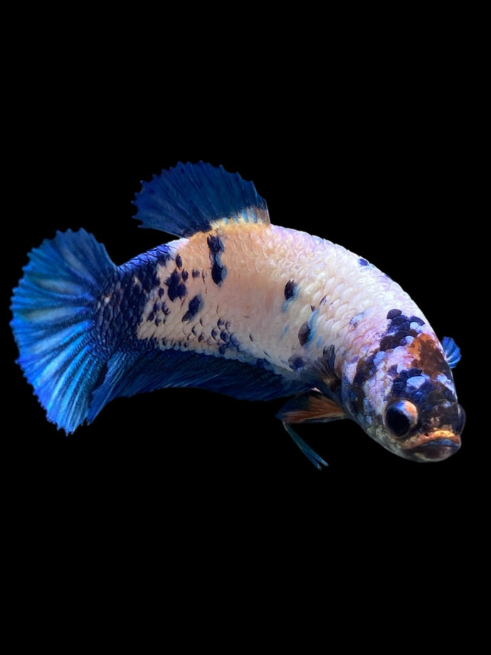 Female Halfmoon Plakat - Blue Marble #384 - Live Betta Fish