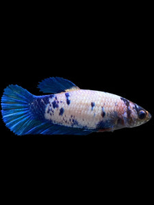 Female Halfmoon Plakat - Blue Marble #384 - Live Betta Fish