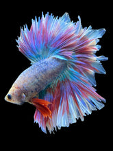 Load image into Gallery viewer, Male Feather Tail - Two Tone #385 - Live Betta Fish
