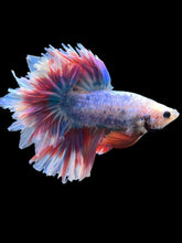 Load image into Gallery viewer, Male Feather Tail - Two Tone #385 - Live Betta Fish
