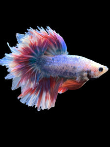 Male Feather Tail - Two Tone #385 - Live Betta Fish