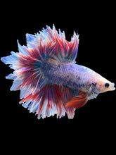 Load image into Gallery viewer, Male Feather Tail - Two Tone #385 - Live Betta Fish
