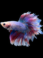 Load image into Gallery viewer, Male Feather Tail - Two Tone #385 - Live Betta Fish
