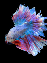 Load image into Gallery viewer, Male Feather Tail - Two Tone #385 - Live Betta Fish
