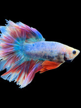 Load image into Gallery viewer, Male Feather Tail - Two Tone #385 - Live Betta Fish
