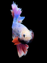 Load image into Gallery viewer, Male Feather Tail - Two Tone #385 - Live Betta Fish
