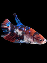 Load image into Gallery viewer, GIANT Male Halfmoon Plakat - Galaxy #386 - Live Betta Fish
