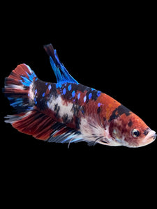 GIANT Male Halfmoon Plakat - Galaxy #386 - Live Betta Fish