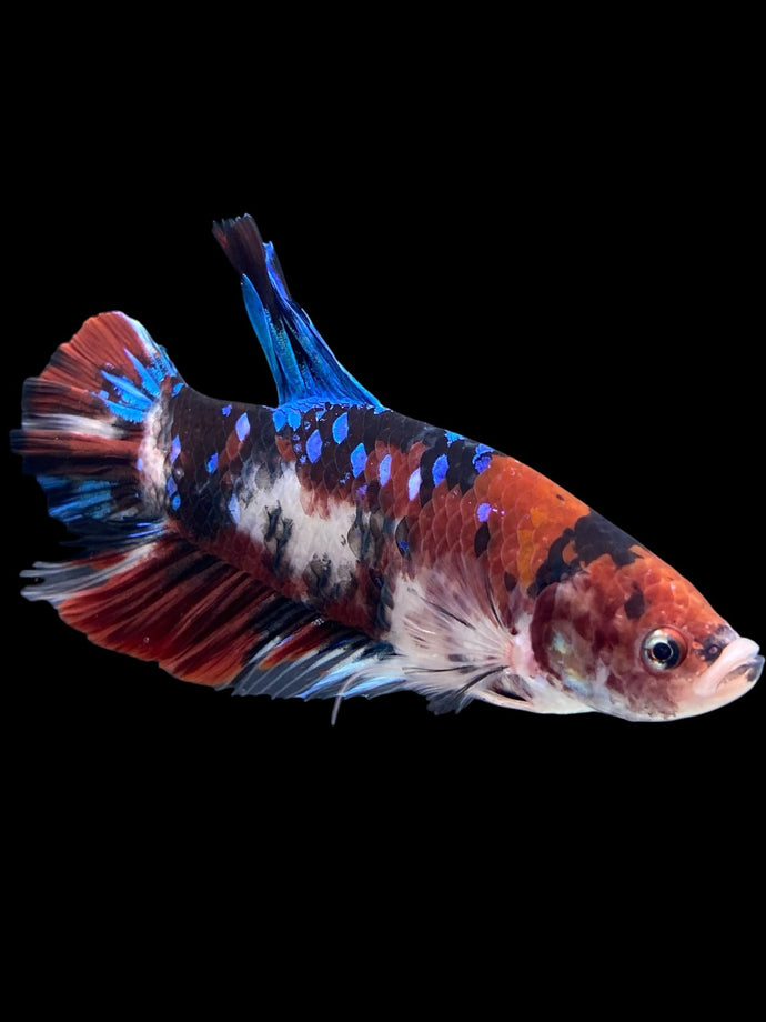 GIANT Male Halfmoon Plakat - Galaxy #386 - Live Betta Fish