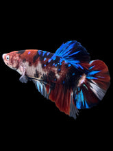 Load image into Gallery viewer, GIANT Male Halfmoon Plakat - Galaxy #386 - Live Betta Fish
